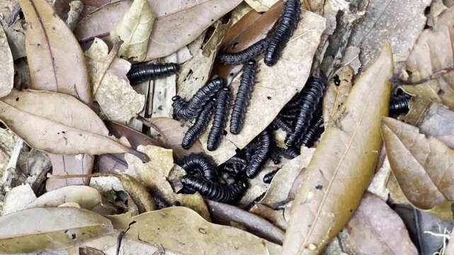 Glossy black millipedes cluster and crawl actively through dry jungle leaf litter in detailed ground level macro view highlighting fascinating rainforest micro life