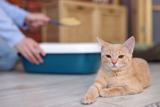 Adorable cat lying on floor and woman with scoop cleaning litter tray indoors, selective focus