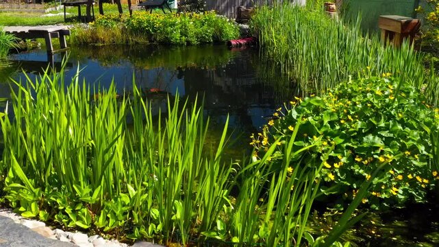 Root wastewater treatment plant as a garden pond. Relaxation zone with fish farming in an organic garden from above. Sustainable development in gardening and aquaculture.