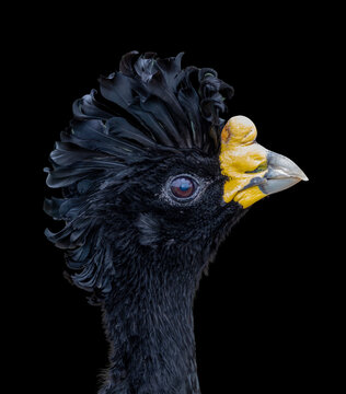 Bare-faced curassow (Crax spp) close-up portrait, black crest and yellow caruncle, dark background