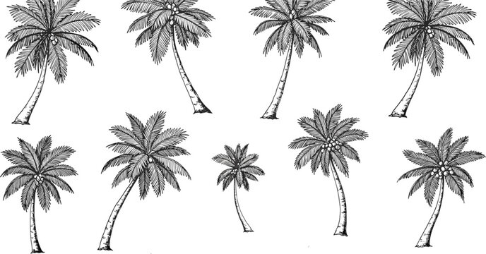 Hand-Drawn Sketch Style Tropical Palm Tree Collection Vector Set Seamless Pattern Design for Summer Beach