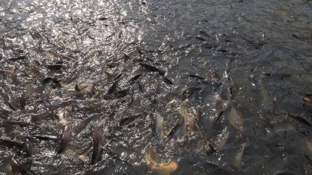 A high-angle view looking down at chaotic feeding frenzy of countless Striped Catfish (Pangasius) in waters of Khlong Dan canal. dark, sunlit water appears to be boiling by massive school of fish