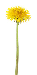 Obraz premium One beautiful dandelion flower isolated on white