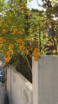 Vertical 4K aesthetic view of bright yellow Kerria japonica flowers blooming over a concrete wall in a quiet alleyway