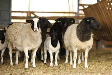 Many sheep in barn on farm. Cute animals © New Africa