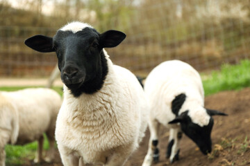 Fototapeta premium Many beautiful sheep grazing outdoors. Farm animals