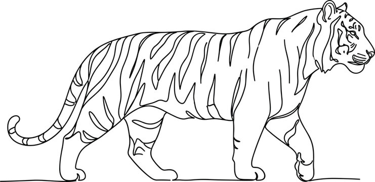 Tiger walking side view line art illustration realistic wild animal outline drawing minimal vector wildlife design