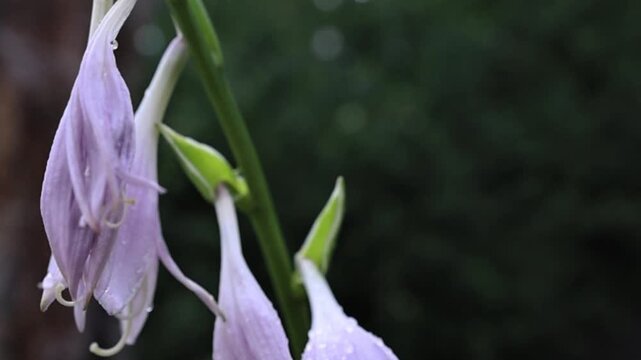 spring flowers in the wind