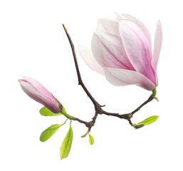 Fototapeta premium Beautiful blossoms of magnolia tree isolated on white