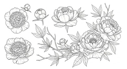 Black and white peony flower illustrations. © Abah
