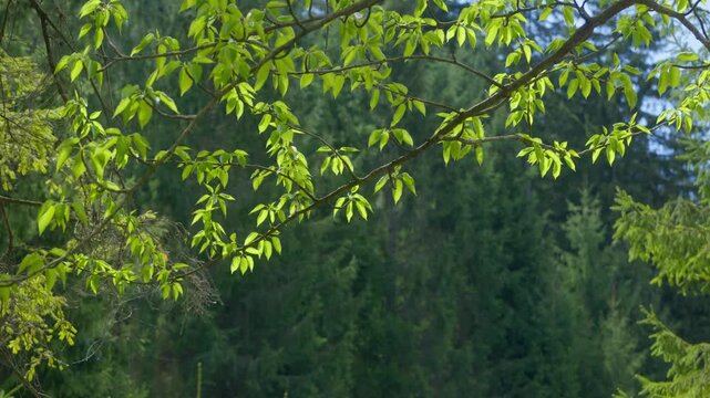 Green leaves on branches swaying in wind with coniferous forest background and copy space in corner