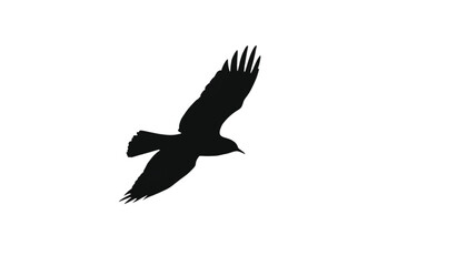 Obraz premium Crow rendered as a sharp black silhouette against a clean white backdrop signifies mystery and intelligence while capturing the dramatic essence of a wild bird in motion during its daily flight path.