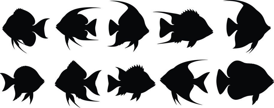 Black silhouette collection of angelfish a variety of poses and shapes