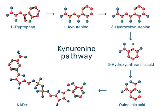 Kynurenine pathway. Metabolic scheme of L-Tryptophan conversion to NAD+. Biochemical flow chart showing L-Kynurenine, 3-Hydroxykynurenine, 3-Hydroxyanthranilic acid, and Quinolinic acid