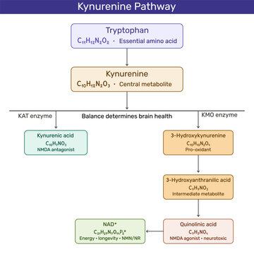 Kynurenine pathway. Tryptophan to NAD+ conversion diagram with KAT and KMO enzymes.  L-Kynurenine, 3-Hydroxykynurenine, 3-Hydroxyanthranilic acid, and Quinolinic acid