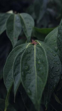 rain drops on tree leaves