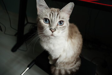 cute, playful, cat, american, blue, eyes, kitten, fur, domestic, eye, pets, cats, feline, whiskers, white, grey, portrait, pet, animal © Ahmed J.R