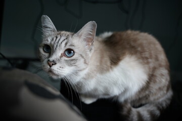 cute, playful, cat, american, blue, eyes, kitten, fur, domestic, eye, pets, cats, feline, whiskers, white, grey, portrait, pet, animal © Ahmed J.R