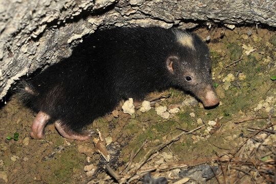 Palawan stink badger