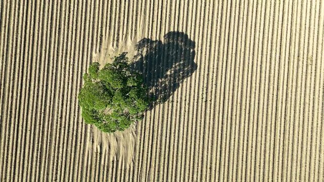 lonely tree in a farming field