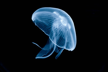 jellyfish in the blue water © Tomas Kadlec