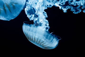 jellyfish in blue water © Tomas Kadlec