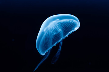 jellyfish in blue water © Tomas Kadlec