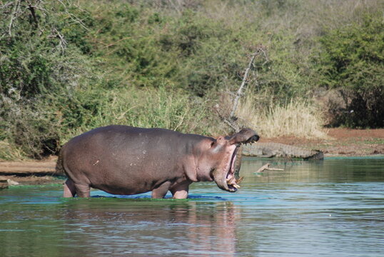 A hippo (Hippopotamus amphibius)  Kruger park South Africa one of the largest game reserves in Africa, became South Africa's first national park in 1926.