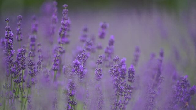 Purple flowers dancing in the breeze, relaxing lavender field in 4K slow motion