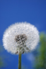 Fototapeta premium Dandelion. Extra close-up of seeded dandelion head at the yellow dandelion meadow on the green and black background. Lion tooth