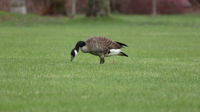 Canada goose (Branta canadensis) walking with a limp and grazing on grass, capturing authentic wildlife movement and behavior in a natural environment.