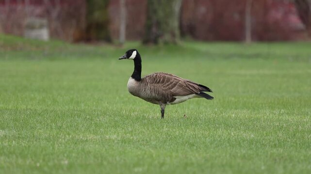 Canada goose (Branta canadensis) balancing on one foot while holding grass in its beak, then grazing naturally in a grassy outdoor setting.
