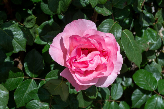 Primer plano cenital de una rosa rosa vibrante rodeada de hojas verdes en el jard&iacute;n en primavera.