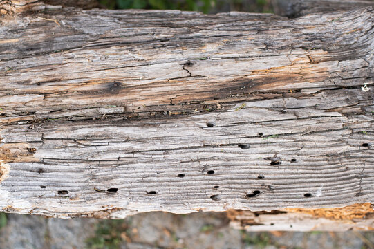 Deep Rotten Wood Rotten Wood Images – Browse 490,697 Stock Photos, Vectors, and Video ...