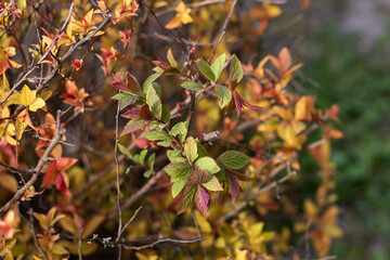 Fototapeta premium Close-up of colorful autumn shrub branches with red, orange, and yellow leaves in soft sunlight. Seasonal fall foliage background ideal for nature, botanical, garden, and warm texture themes.