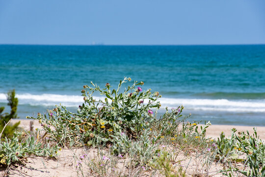 Dunas con plantas en la plata de Cullera Comunidad Valenciana.