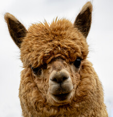 Fototapeta premium Brown alpaca (Vicugna pacos) close-up frontal portrait, fluffy curly wool and curious expression. 