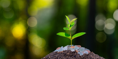 Plakat Investment strategy and economic development concept. Earning money concept. Cash growth with nature. Financial planning.
