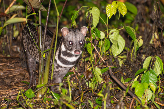 Malay civet