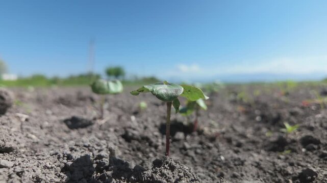 a young cotton plant in a field close-up against a background in defocus, a hand examines a young cotton plant