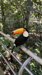 Naklejka premium Colorful toucan sits on a wooden railing in the Brazil rainforest during daytime surrounded by lush green trees