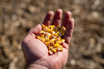 Naklejka premium Corn kernels in farmer hand closeup. Maize grain showing harvest and agriculture concept. Yellow corn seeds with natural texture detail. Farming scene with crop and rural lifestyle.