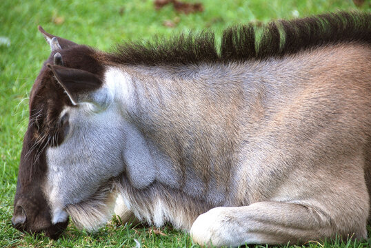The wildebeest or wildebai, also called the gnu is an antelope of the genus Connochaetes. It is a hooved (ungulate) mammal.