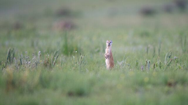 yellow mongoose