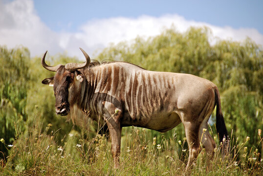 The wildebeest or wildebai, also called the gnu is an antelope of the genus Connochaetes. It is a hooved (ungulate) mammal.