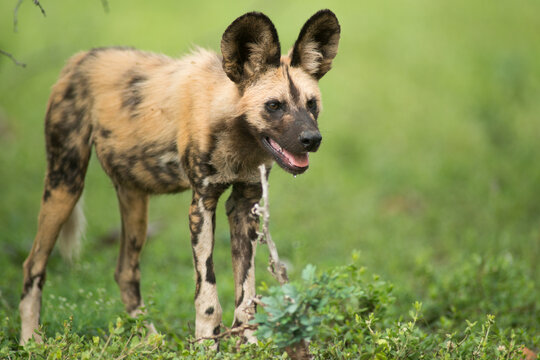 African wild dog