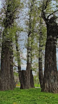 Upward view of poplar trees at Plopii fără soț linked to Mihai Eminescu, bare branches reaching sky