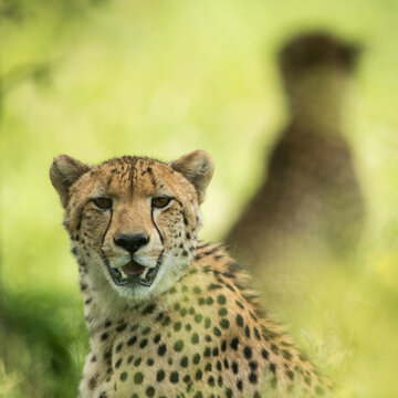 cheetah