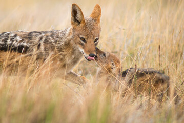 Fototapeta premium black-backed jackal