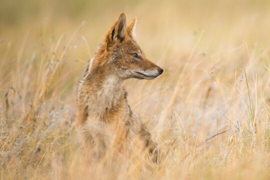 black-backed jackal